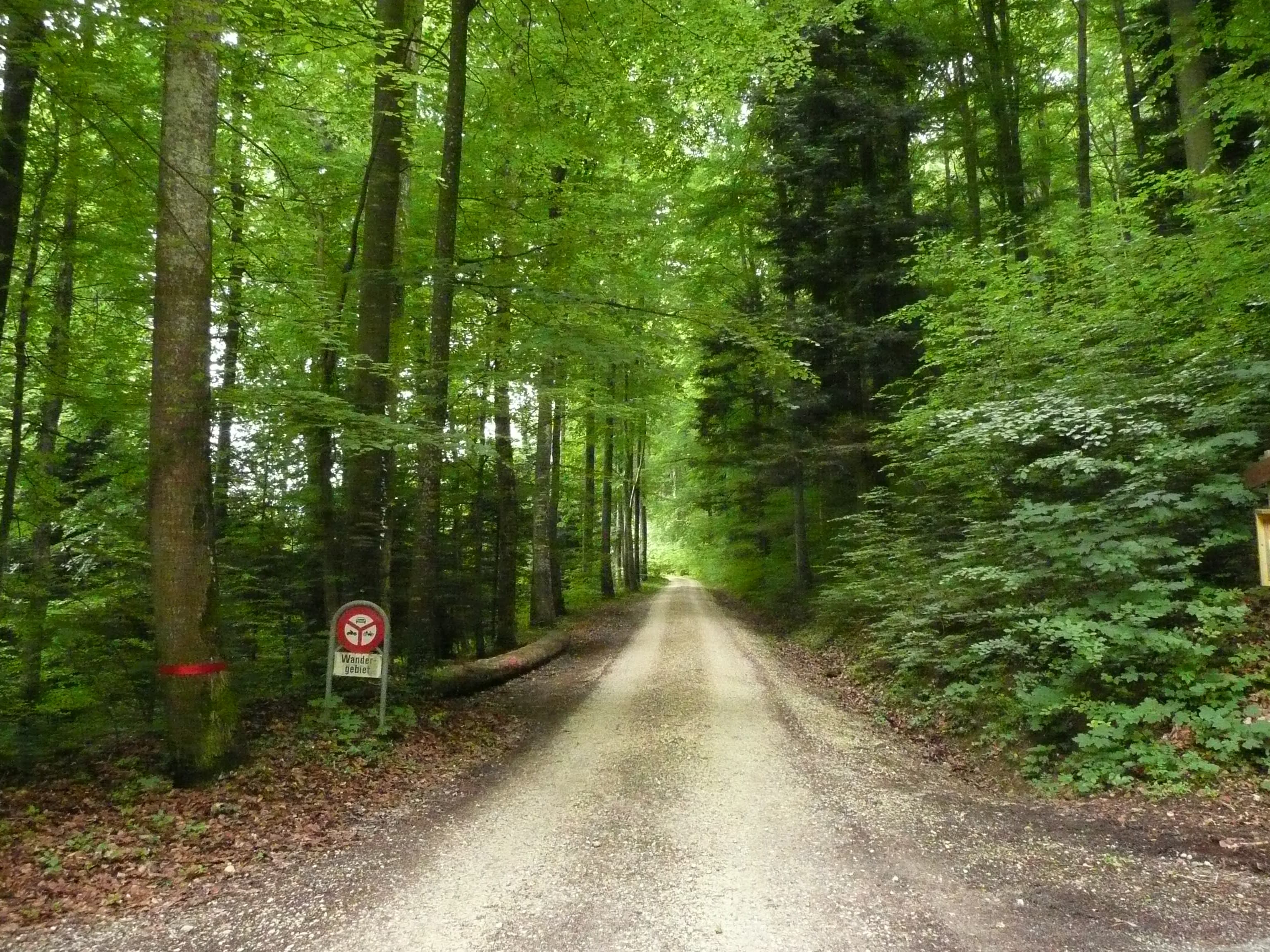 Hofstetten Berglauf 2008